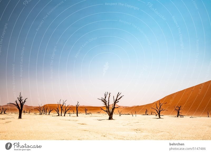trockenheit Baum toter Baum Sossusvlei Außenaufnahme Sesriem reisen Fernweh Ferne Namibia Afrika Wüste Sand Farbfoto Einsamkeit Natur Ferien & Urlaub & Reisen