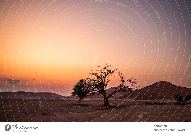 *3 9 0 0* wohin geht die dunkelheit, wenn der tag beginnt… Licht Schatten Sossusvlei Außenaufnahme Sesriem dune 45 Sand Wüste Afrika Namibia Ferne Fernweh