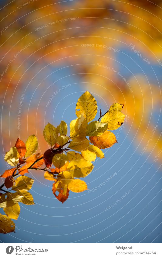 Blattgold Umwelt Natur Tier Baum Sträucher blau gelb Idylle Herbstlaub herbstlich Himmel himmelblau Farbfoto Außenaufnahme Textfreiraum oben Textfreiraum unten
