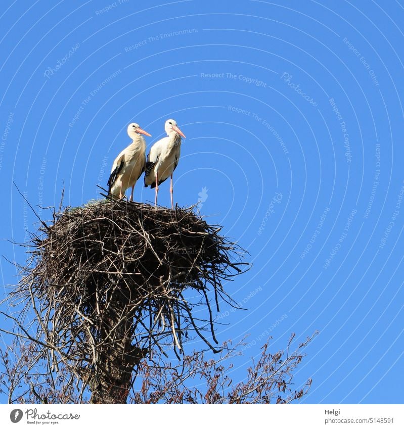 Storchenpaar im Nest vor blauem Himmel Weißstorch Paar Horst stehen Frühling Vogel Tier Außenaufnahme Wildtier Menschenleer Tierporträt zwei Textfreiraum oben