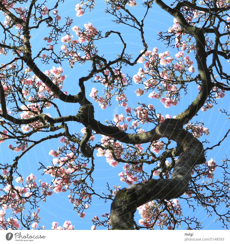 bizarre alte Äste eines Magnolienbaumes mit vielen rosa Magnolienblüten vor bauem Himmel Ast blühen Frühling Frühlingsblüten Natur Blüte Magnoliengewächse Baum