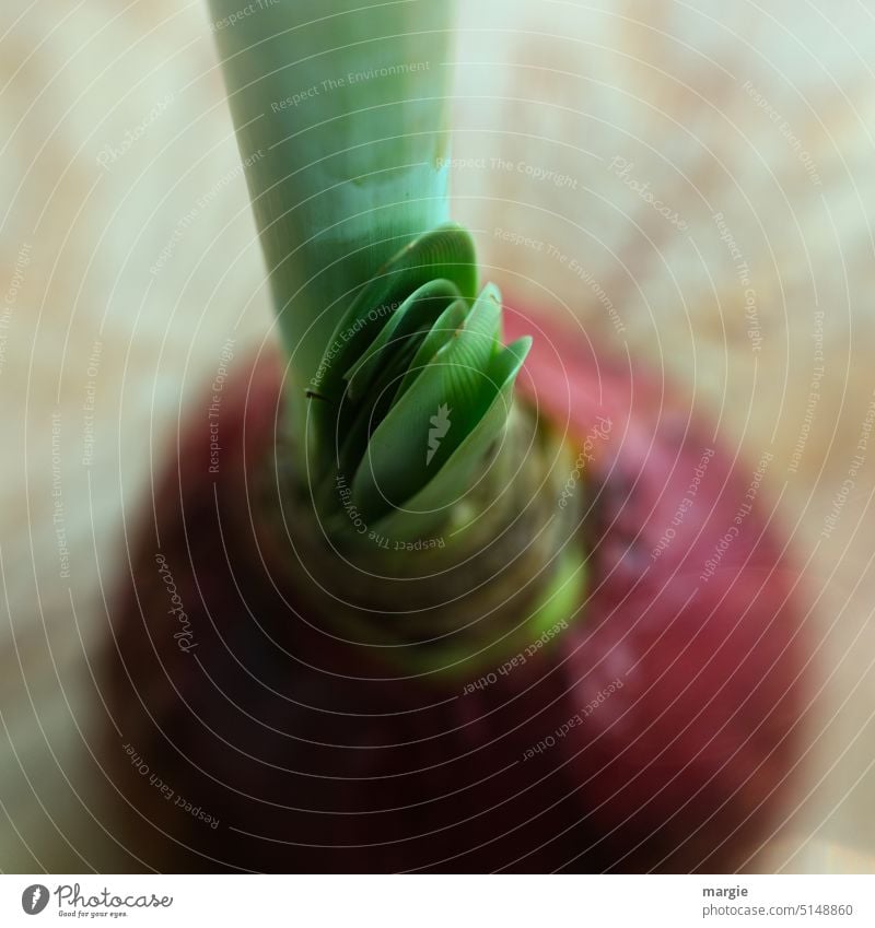 Amaryllis Knolle,  nachwachsende Blätter Amaryllisgewächse Blume Makroaufnahme Blütenblatt Nahaufnahme Pflanze Detailaufnahme unscharf Schwache Tiefenschärfe