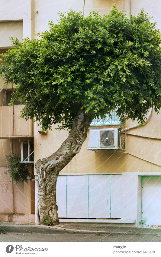 Klimaanlage, Wärmepumpe, an einem Mietshaus davor ein Baum Baumstamm Haus mietshaus Leitungen Mietshäuser Fassade wohnhaus menschenleer Straße Bürgersteig