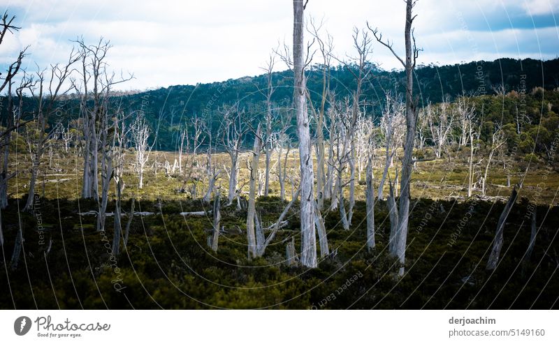 Abgestorbene Bäume in der Hochebene von Tasmanien. Baum Außenaufnahme Menschenleer Farbfoto Tag Natur Sonnenlicht ruhig Kontrast Schönes Wetter Umwelt Idylle