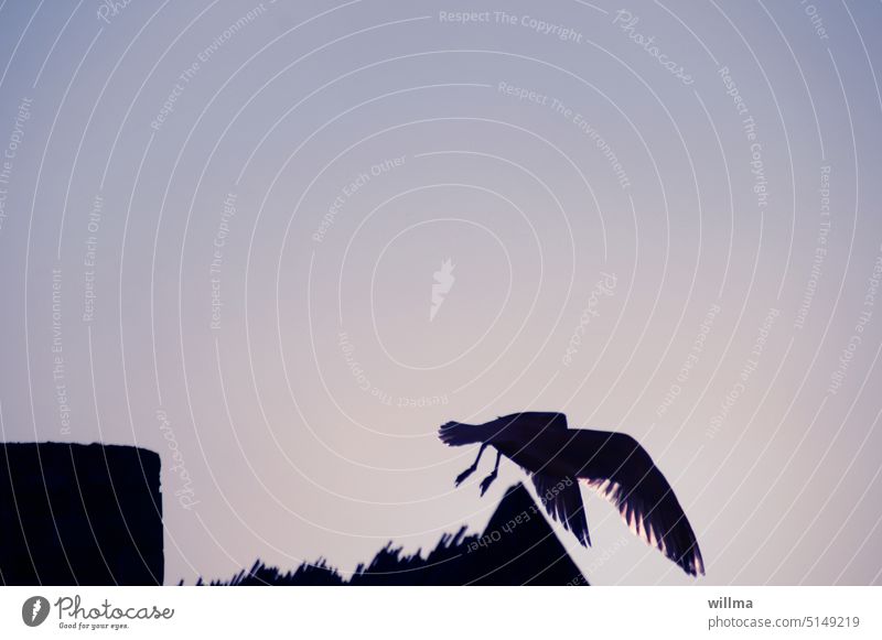 Ein Tolpatsch namens Möwe Vogel tolpatschig Abflug fliegen Flügel Textfreiraum Silhouette Luftverkehr lustig witzig Haltungsnote Absturz Stolperfalle