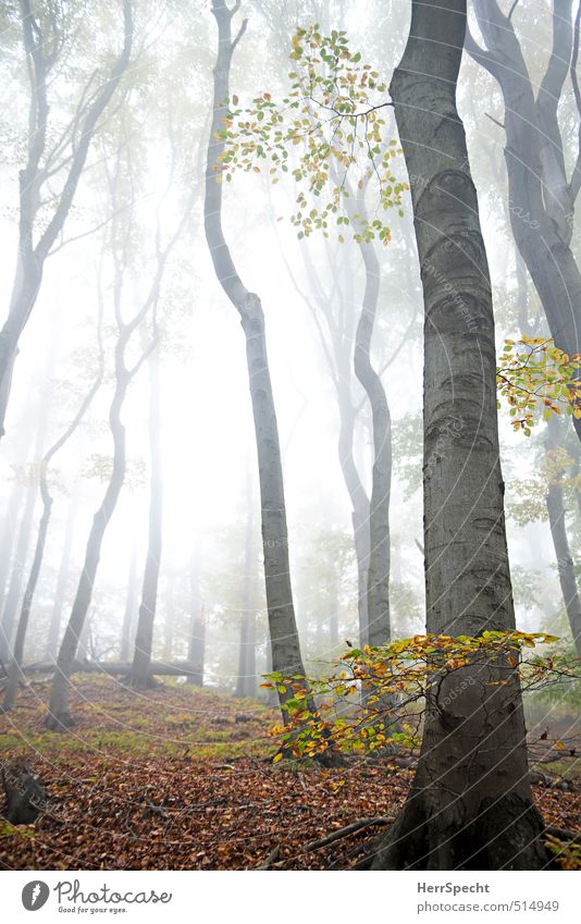Nebelwald Umwelt Natur Landschaft Pflanze Herbst Baum Blatt Buche Buchenwald Laubwald Wald Hügel Berge u. Gebirge Wiener Wald ästhetisch gruselig natürlich
