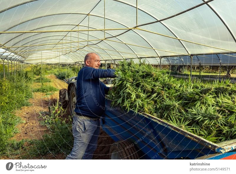 Landarbeiter bei der Ernte von Marihuana, legt abgeschnittene Pflanzen auf den Tracktor. Bio Cannabis Sativa Arbeiter Landwirt tracktor grün Blätter cbd