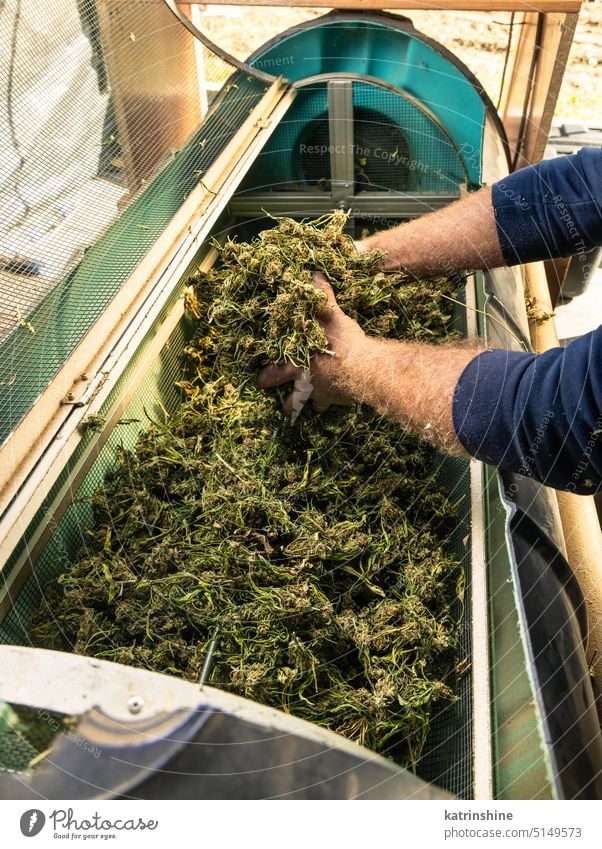 Landarbeiter legt Marihuana-Knospen in eine elektrische Trimmer-Maschine. Bio Cannabis Sativa Stoff Landwirt setzen Ernte Pflanze grün Blätter cbd medizinisch