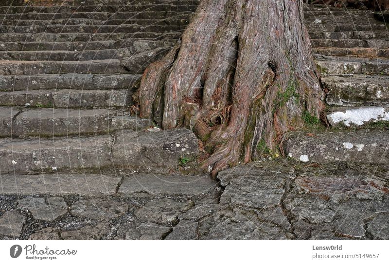 Wurzeln eines Baumes auf einer Treppe aus Felsen in der Nähe des Nachi-Wasserfalls, Japan Nachi Wasserfälle nachikatsuura Baumwurzeln Wachstum Stabilität