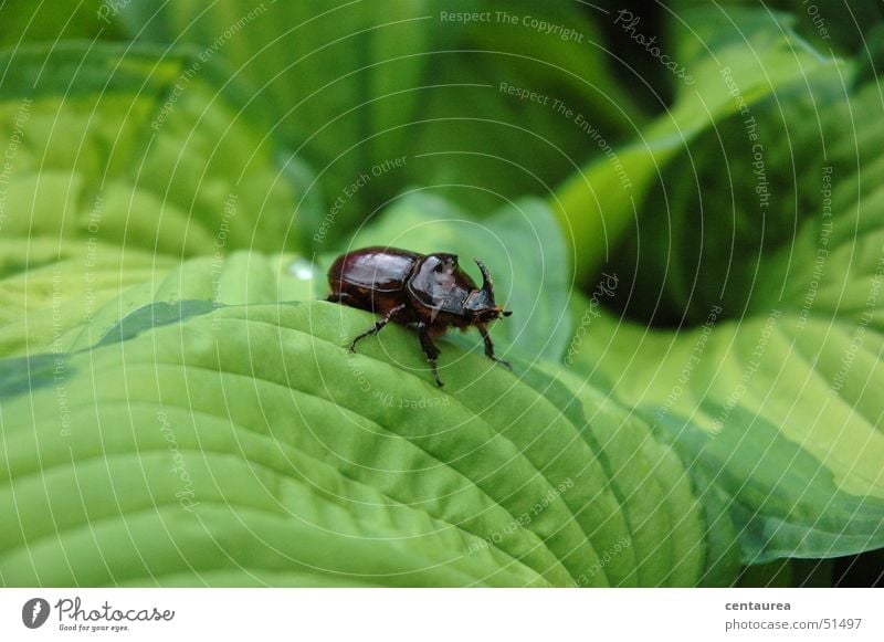 Nashorn Blatt Tier Insekt Käfer Natur ... Außenaufnahme