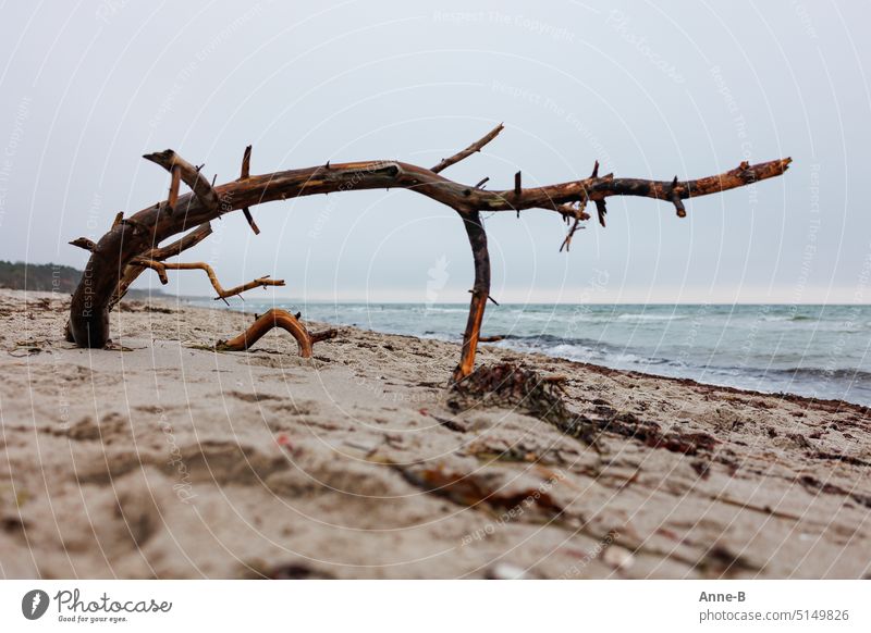Holz am Darsser Weststrand , ein kleiner und ein großer Baumbogen. Der Focus liegt auf dem kleinen Holzbogen. Treibholz Schwämmholz Bäume Sandstrand Meer Ostsee