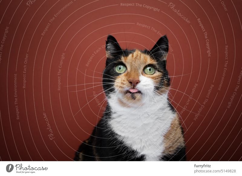 Calico Katze streckt Zunge heraus Porträt katzenhaft Haustiere Tier Mischlingskatze Schildkrötenpanzer Tricolore Kattun Schnurrhaar im Innenbereich