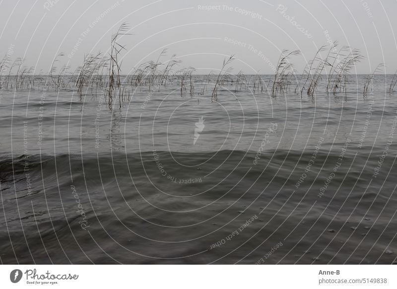 dünne Schilfhalme bewegen sich sanft im Wind in einem grauen See an einem grauen Tag grauer Tag novembrig November Wellen Teich Tümpel Bodden Halme zart windig