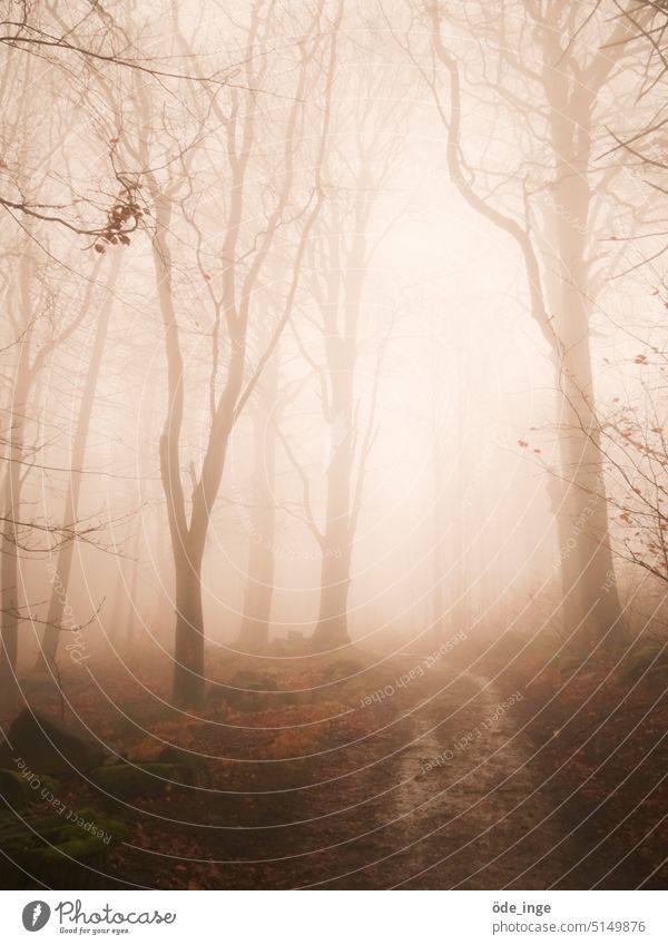 auf stillen Wegen Wald Nebel Waldweg Bäume Pfad mystisch Nebelschleier Wege & Pfade Licht Natur wandern Landschaft Spaziergang Herbst November Novemberstimmung