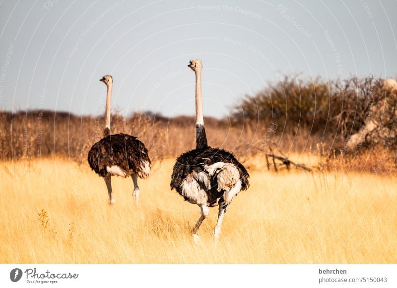 „hildegard, nun lauf doch nicht schon wieder weg!!“ Wildtiere Tier Tierporträt Paar Federn Vogel Strauß Straußenfedern Gras etosha national park Etosha wild