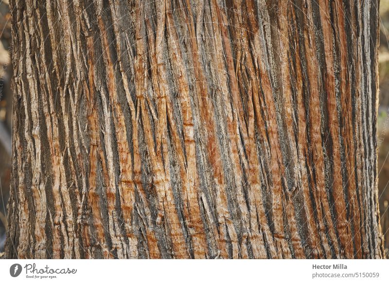 Natürliche Texturen: Die organische Schönheit von Holzrinde Baumrinde Holzstruktur Natur Detail Organische Patterns Wald Nahaufnahme Baumringe Rindentextur