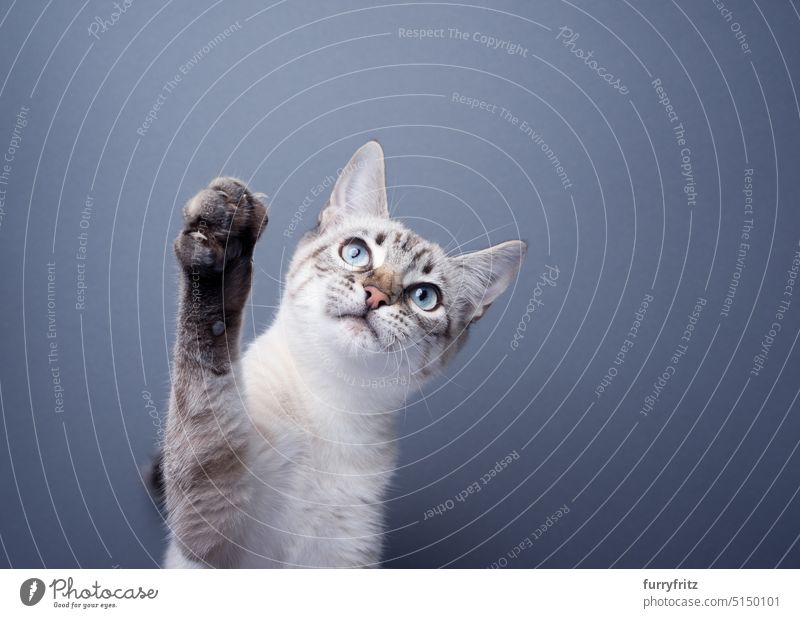 verspieltes Kätzchen, das die Pfote hebt und nach oben schaut, auf grauem Hintergrund Katze Porträt katzenhaft Haustiere Mischlingskatze Studioaufnahme