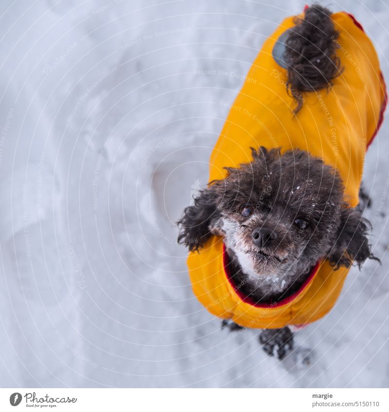 Kleiner Hund mit gelben Mäntelchen im Schnee Tier Tierporträt Außenaufnahme Winter Blick Hundeblick niedlich Haustier Hundeschnauze Tierliebe frieren Hundekopf