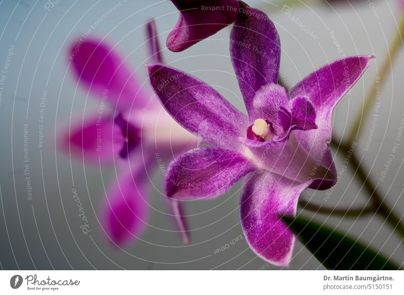 Dendrobium kingianum × D. „Mini Pearl“ (D. canaliculatum × D. bigibbum), Orchidee Dendrobium-kingianum-Hybride Blüte Blüten Pflanze ausdauernd aus Australien