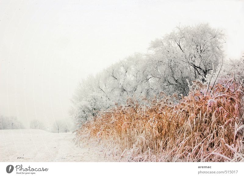 Eiskalt Winter Landschaft Pflanze Frost Schnee Baum Gras Sträucher Wiese Flussufer grau Stimmung ruhig Natur landscape Farbfoto Gedeckte Farben Außenaufnahme