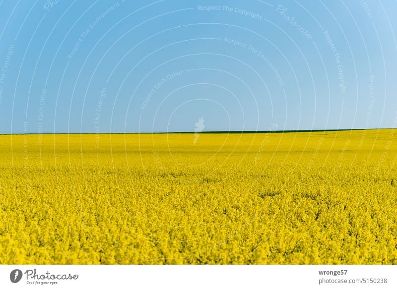 Blühender Raps auf einem Feld in Sachsen-Anhalt Rapsfeld Blüte gelb Himmel Wolkenloser Himmel Blauer Himmel Horizont Landwirtschaft Landschaft Nutzpflanze