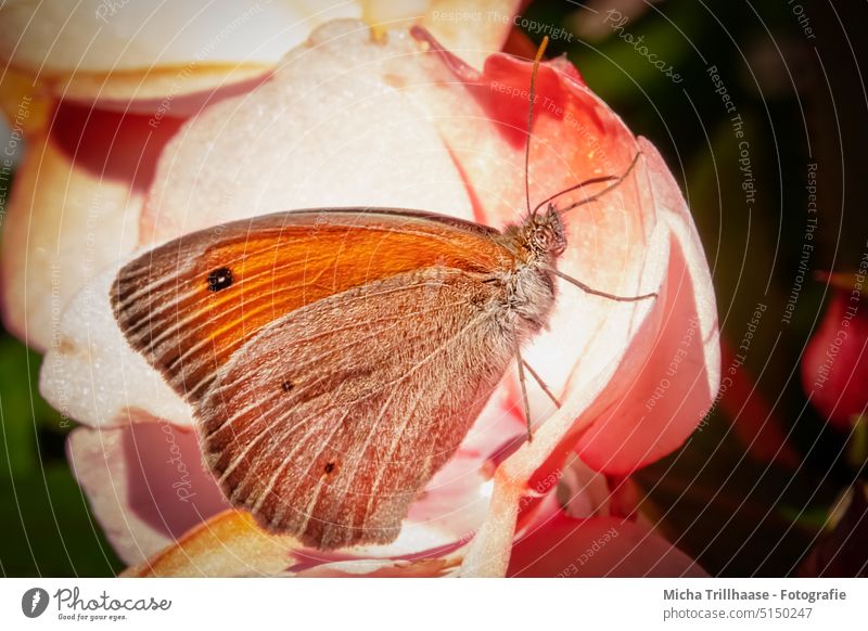 Schmetterling auf einer Blüte (Großes Ochsenauge) Maniola jurtina Edelfalter Falter Kopf Auge Fühler Flügel Beine Blume Insekt Natur nah Makroaufnahme natürlich