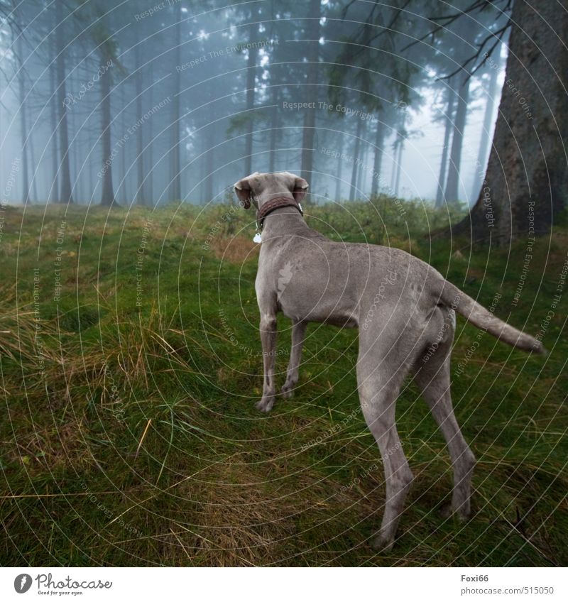 immer schön aufpassen Herbst schlechtes Wetter Nebel Gras Moos Baum Wald Thüringer Wald Rennsteig Haustier Hund 1 Tier Bewegung Spielen toben wandern dunkel