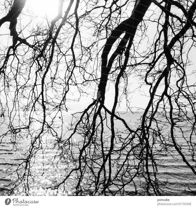 gegenüberstellung | baum und wasser Wasser Landschaft Natur Himmel Erholung Gegenüberstellung Baum Äste See Seeufer ruhig Idylle Bodensee