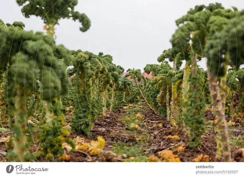 Kohl kohl landwirtschaft plantage rosenkohl wirsing anbau domäne dahlem gartenbau gemüse welk verwelkt ernte ertrag vegan vegetarischm biologisch