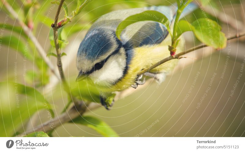 Blaumeise auf einem Ast im Anflug Meisen Natur Vogel Außenaufnahme Garten Tierporträt Farbfoto Wildtier niedlich klein blau gelb Feder Schnabel weiß