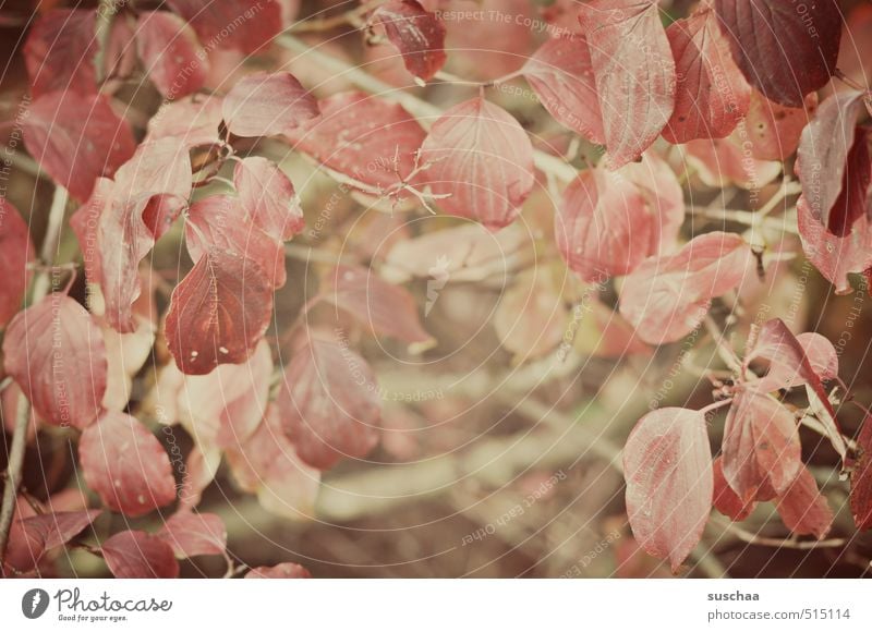 blättrig Natur Pflanze Herbst Sträucher Blatt Wärme rot Geäst Unterholz Farbfoto Gedeckte Farben Außenaufnahme Muster Strukturen & Formen Tag