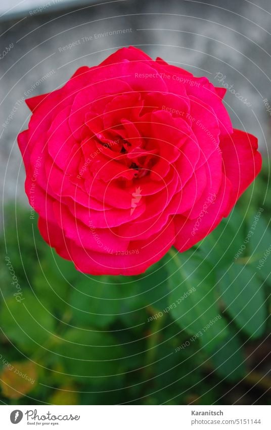 Eine rote Rose auf grau-grünem Hintergrund. rosa Blume Blüte nobel Liebe Symbol Garten Gartenarbeit machen Flora entfalten Geschenk Muttertag Valentinstag