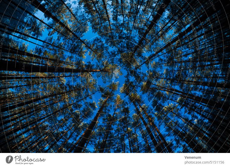 Baumkronen am frühen Morgen in einem Kiefernwald, fotografiert mit einem Fisheye-Objektiv Wälder Bäume Waldboden Bodenanlagen Unkraut Bodenbewuchs Kofferraum