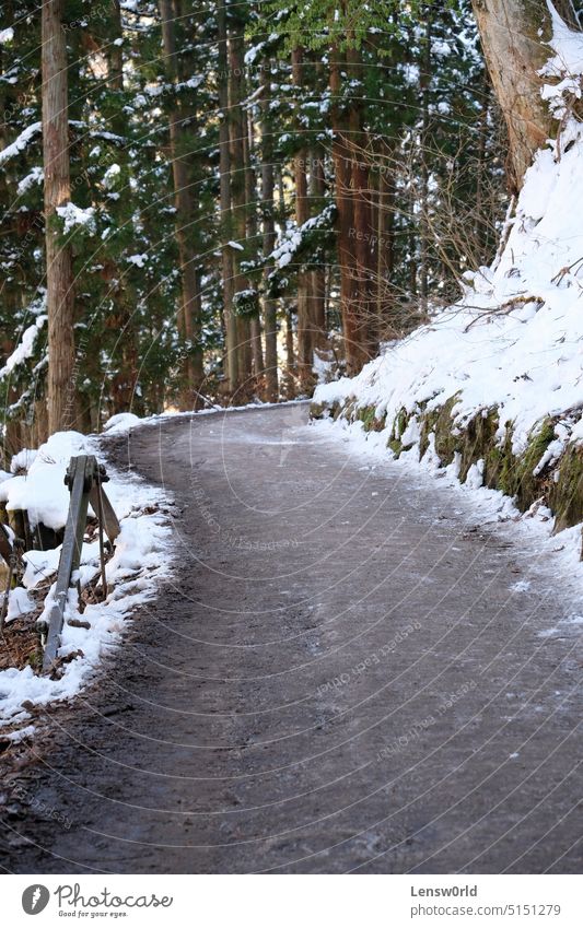 Verschneiter Wanderweg durch einen Wald kalt Fußweg Eis Landschaft Natur keine Menschen im Freien Park Weg Saison Schnee verschneite Nachlauf Baum Bäume weiß