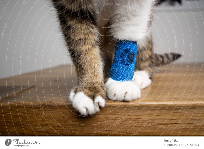 Katze trägt medizinischen Verband an verletzter Vorderpfote weiß Haustiere Tier katzenhaft fluffig Fell Pfoten Tabby bandagieren verputzen Veterinär krank