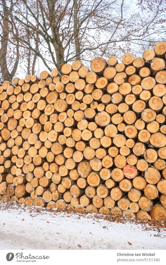 Viele gestapelte Baumstämme am Waldrand und ein leicht verschneiter Weg im Vordergrund fällen abholzen Abholzung fällung Holz Nutzholz Holzstapel