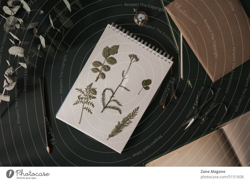 Vintage-Stil Flat Lay mit gepressten Pflanzen und Bücher, dunkle Akademie und botanische Stil dunkle akademische Welt Stimmung gestylt altehrwürdig Botanik