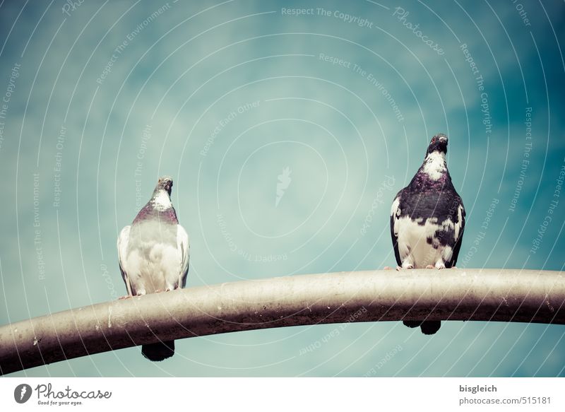 Taubenpärchen Himmel Wolken Vogel 2 Tier sitzen blau grau Farbfoto Außenaufnahme Menschenleer Textfreiraum oben Tag