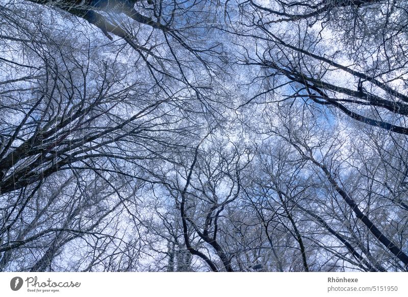 Blick in den Himmel unter den Baumkronen Bäume im Winter Natur Wald kalt Menschenleer Außenaufnahme Umwelt Wintertag Winterwald blick in den himmel