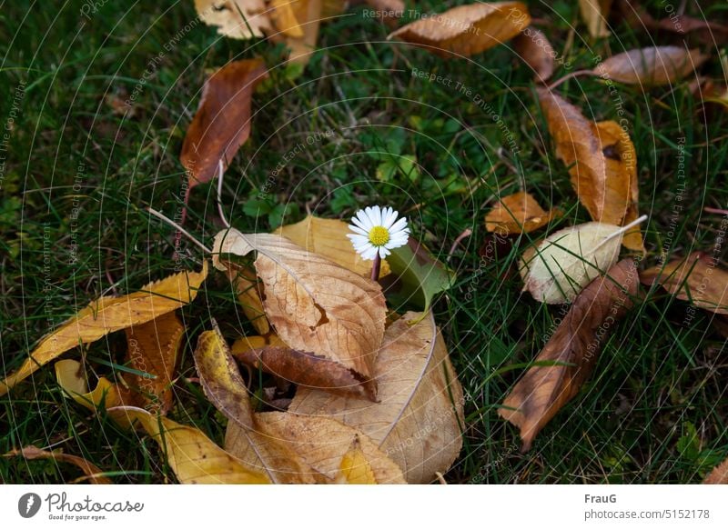 immer wieder | blüht ein Gänseblümchen Herbst Wiese Gras Laub Herbstlaub bunte Blätter Blümchen Gänsblümchen Korbblüter Jahreszeiten Herbststimmung herbstlich