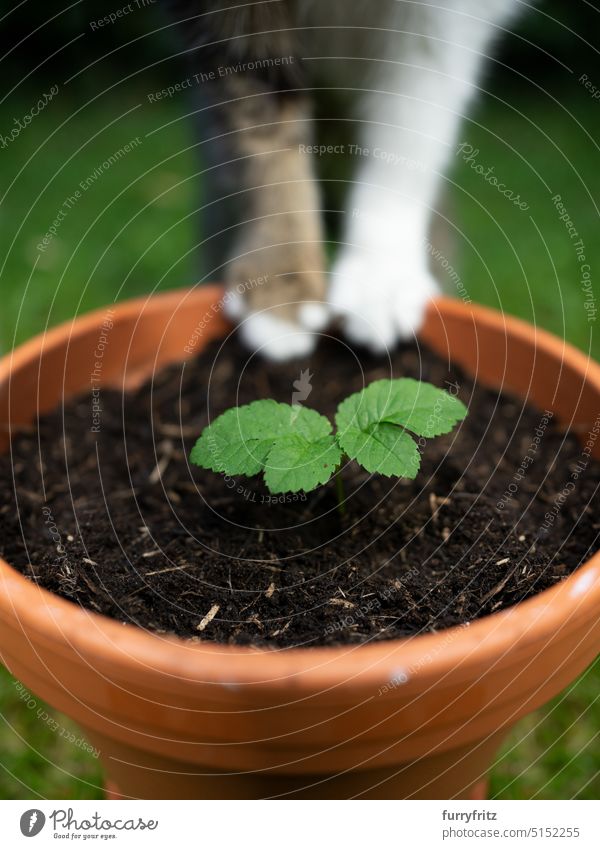 Konzept für Nachhaltigkeit und umweltfreundliche Katzenhaltung Ein Tier im Freien furryfritz nachhaltig ökologisch Wachstum Pflanzen Blumentopf Terrakotta grün