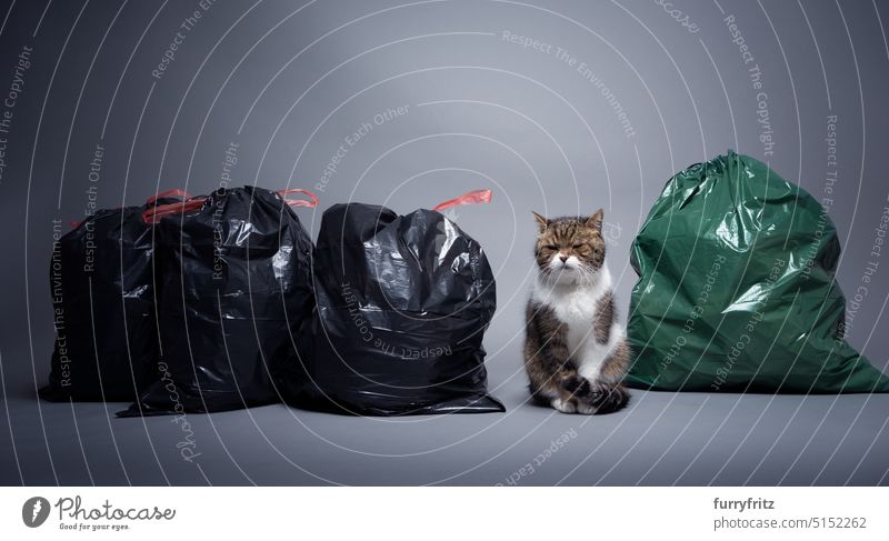 Konzept für Nachhaltigkeit und umweltfreundliche Katzenhaltung Ein Tier furryfritz Müllsäcke nachhaltig Restmüll Verschmutzung Katzenstreu Abfall inmitten von