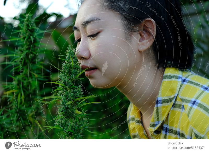 Asiatische Frau riecht an Marihuanablüten in der Cannabisplantage alternativ Asien schön Blumenstrauß Blütenknospen Pflege Kaukasier Bauernhof Landwirt