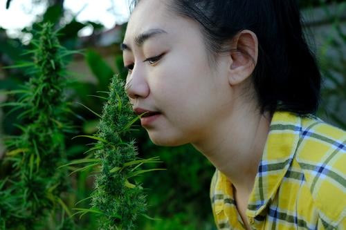 Asiatische Frau riecht an Marihuanablüten in der Cannabisplantage alternativ Asien schön Blumenstrauß Blütenknospen Pflege Kaukasier Bauernhof Landwirt