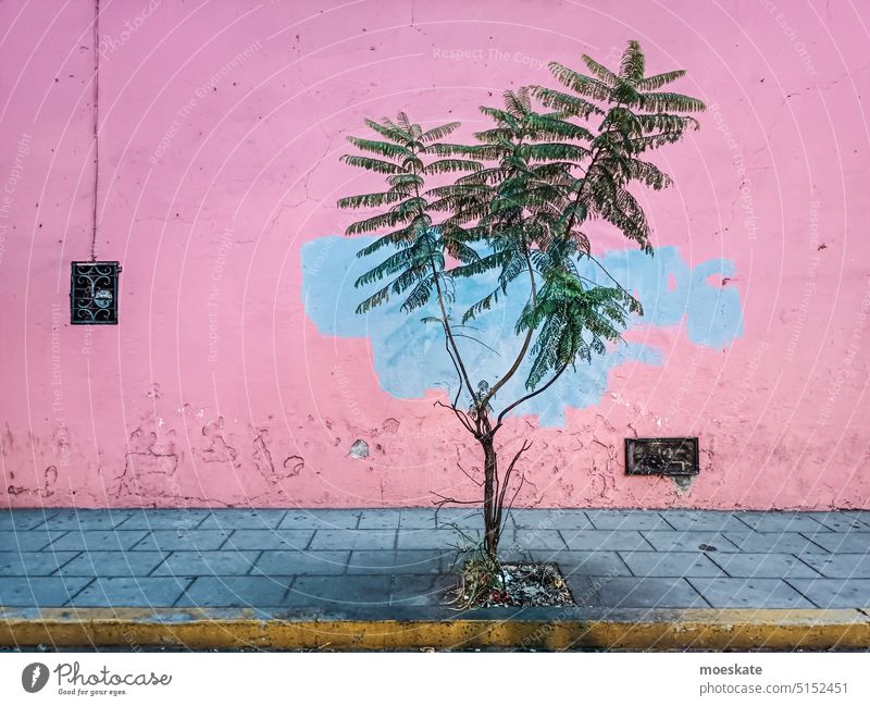 Bäumchen am Gehweg Stadt Baum Wegesrand Mexiko Stromzähler Leer rosa