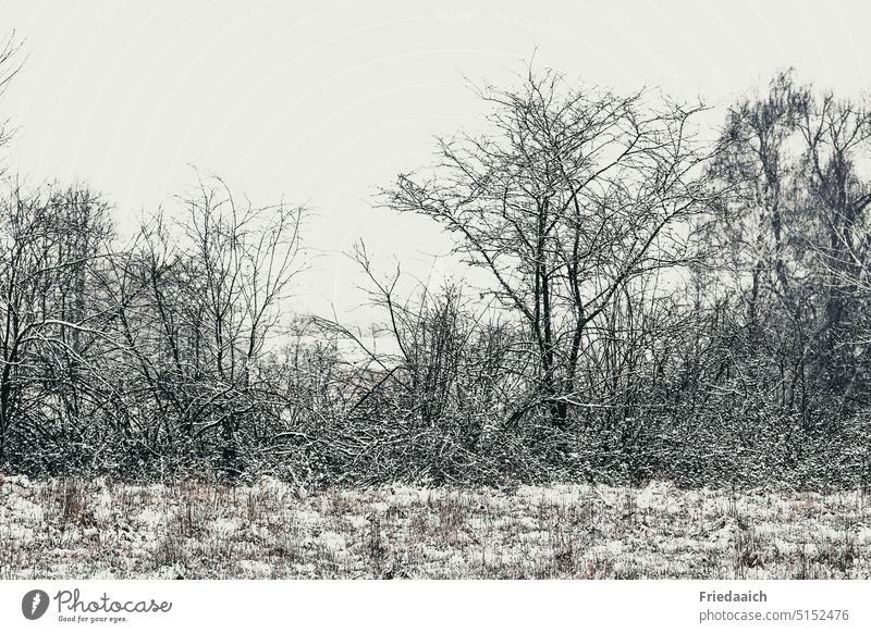 leicht verschneite Landschaft kahle Bäume Schnee überzuckert Winter Natur kalt weiß Himmel Außenaufnahme Menschenleer Winterstimmung Schneelandschaft Kälte