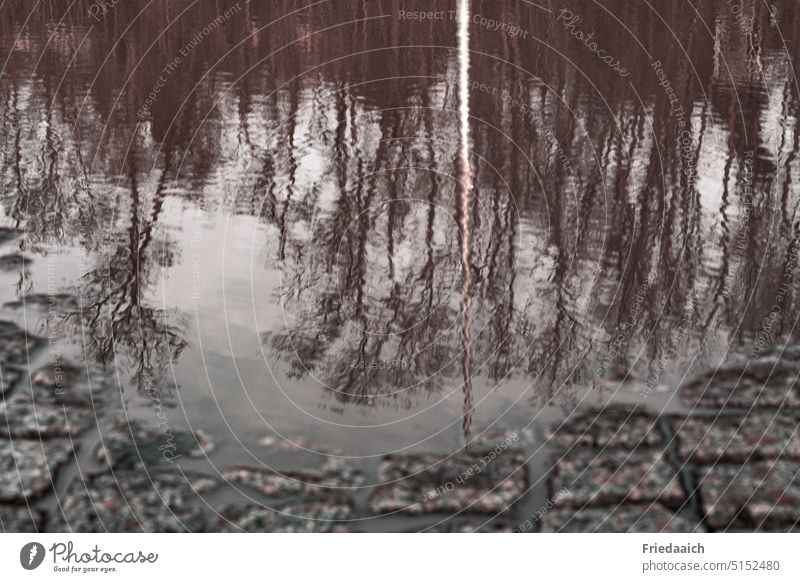 Spiegelung von Bäumen in einer Pfütze auf Kopfsteinpflaster Spiegelung im Wasser Reflexion & Spiegelung Pflastersteine Außenaufnahme Menschenleer Wege & Pfade
