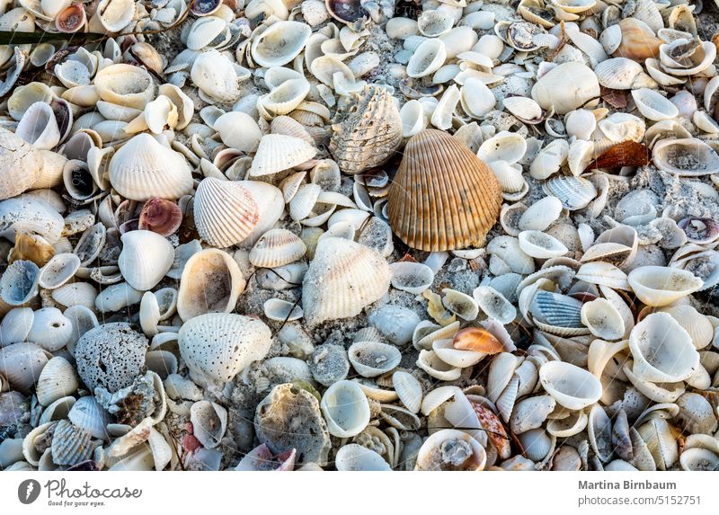 Vollbildaufnahme von Muscheln an einem Strand in Florida Sand Natur Sommer MEER Muster Wasser voller Rahmen keine Menschen reisen Hintergründe Hintergrund