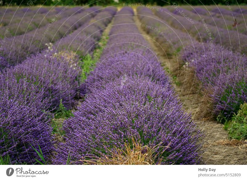 Der Duft der Provence: Lavendel kurz vor der Ernte Lavendelfeld violett Sommer Hitze Farbfoto Außenaufnahme Feld Südfrankreich Menschenleer Tag Frankreich