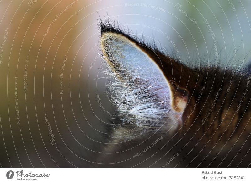 Nahaufnahme von einem Ohr einer Norwegischen Waldkatze ohr hören gehör hörorgan sinnesorgan katzenohr haustier haare fell geschützt beweglich auris schall